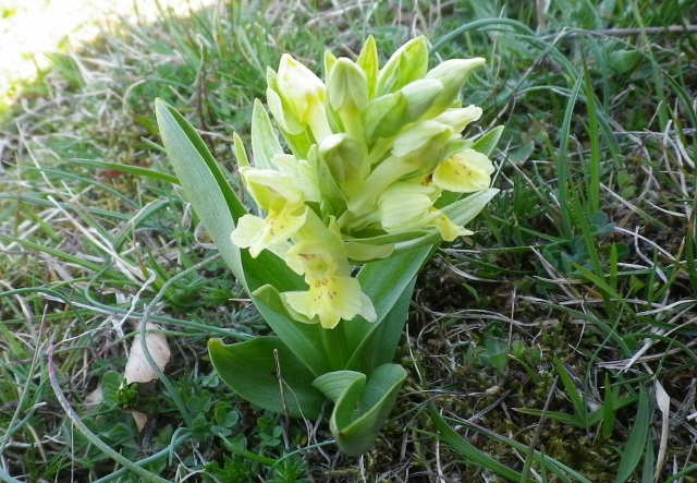 Orchidee di montagna